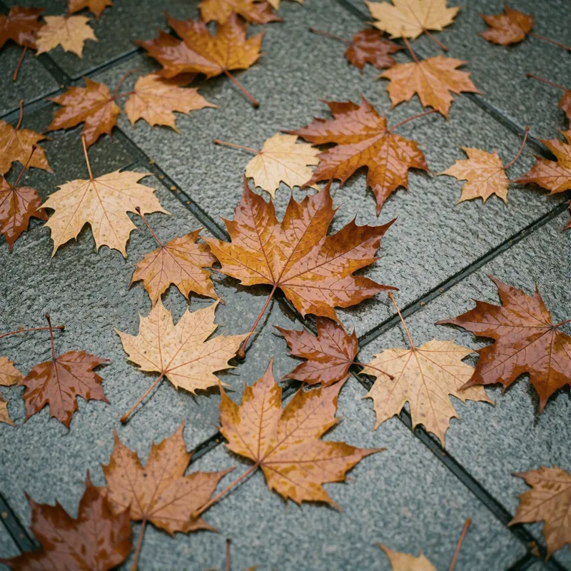 Autumn leaves outside the Woodside Insurance office